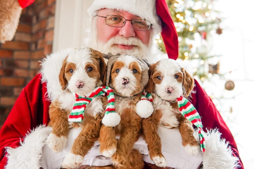 Santa with his puppy choices!