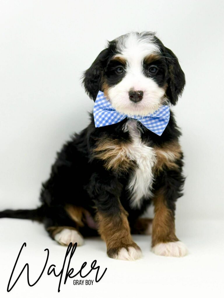 f1b-bernedoodle-puppies-mini-available.jpg