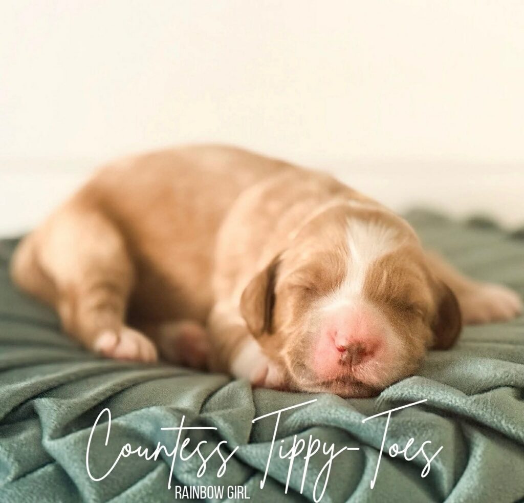 Mini red white tuxedo goldendoodle puppy