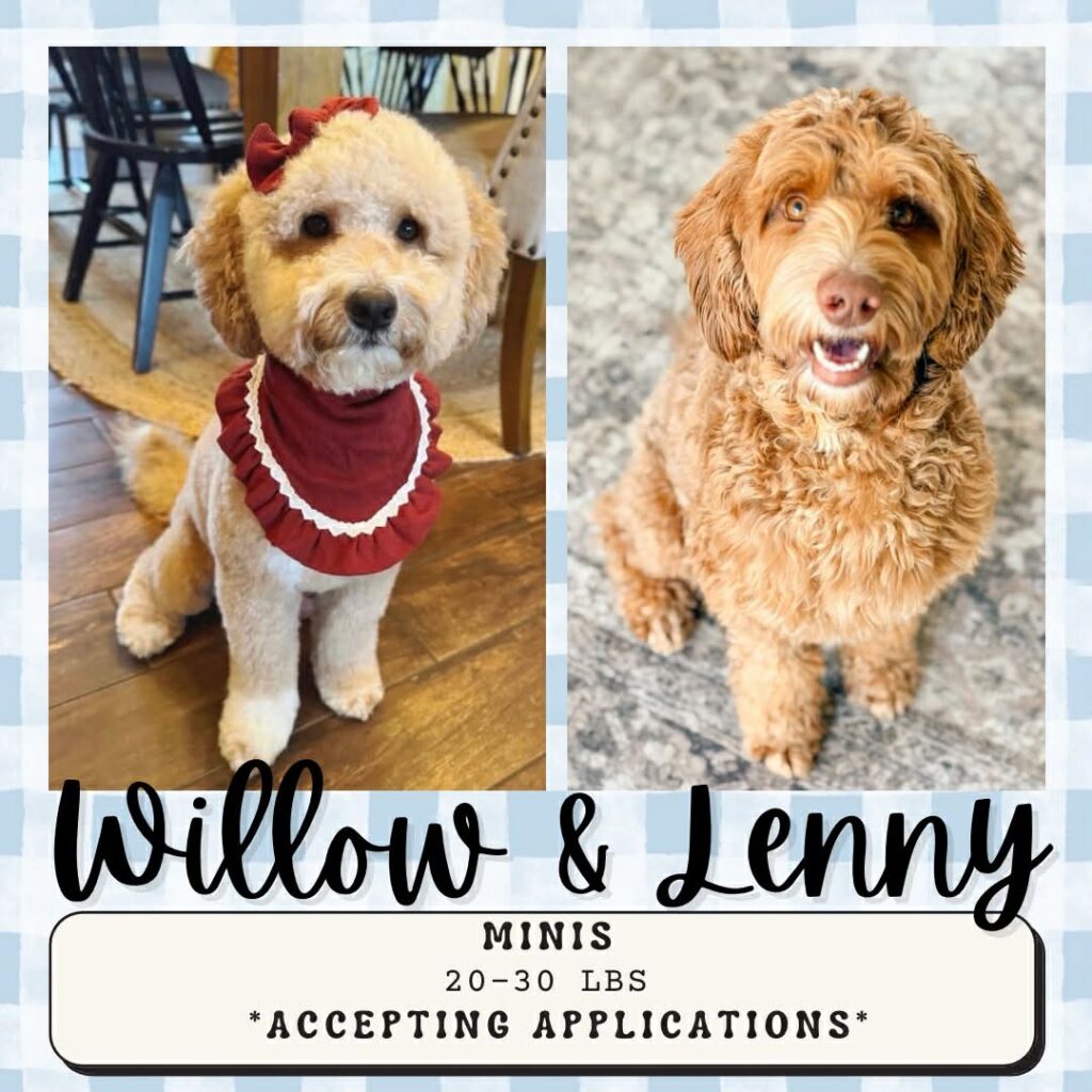 Mini Multigen Goldendoodle puppy BellaDoodles Hartwell Georgia