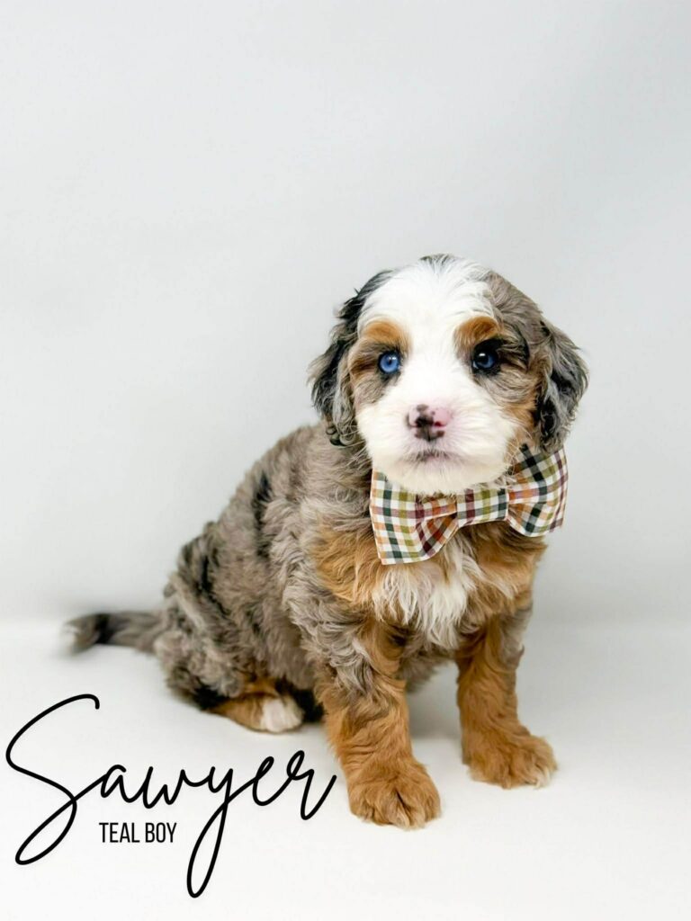 6ce20a55-64cb-4e2f-9666-b83da906df87