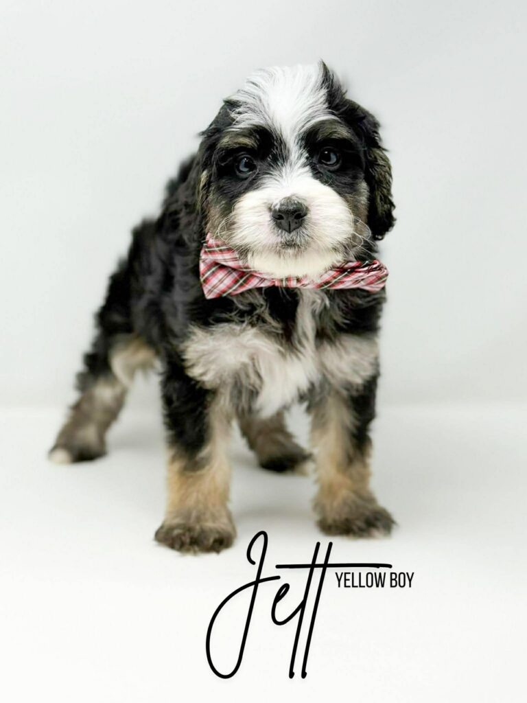 multigen-bernedoodle-puppies-for-sale.jpg