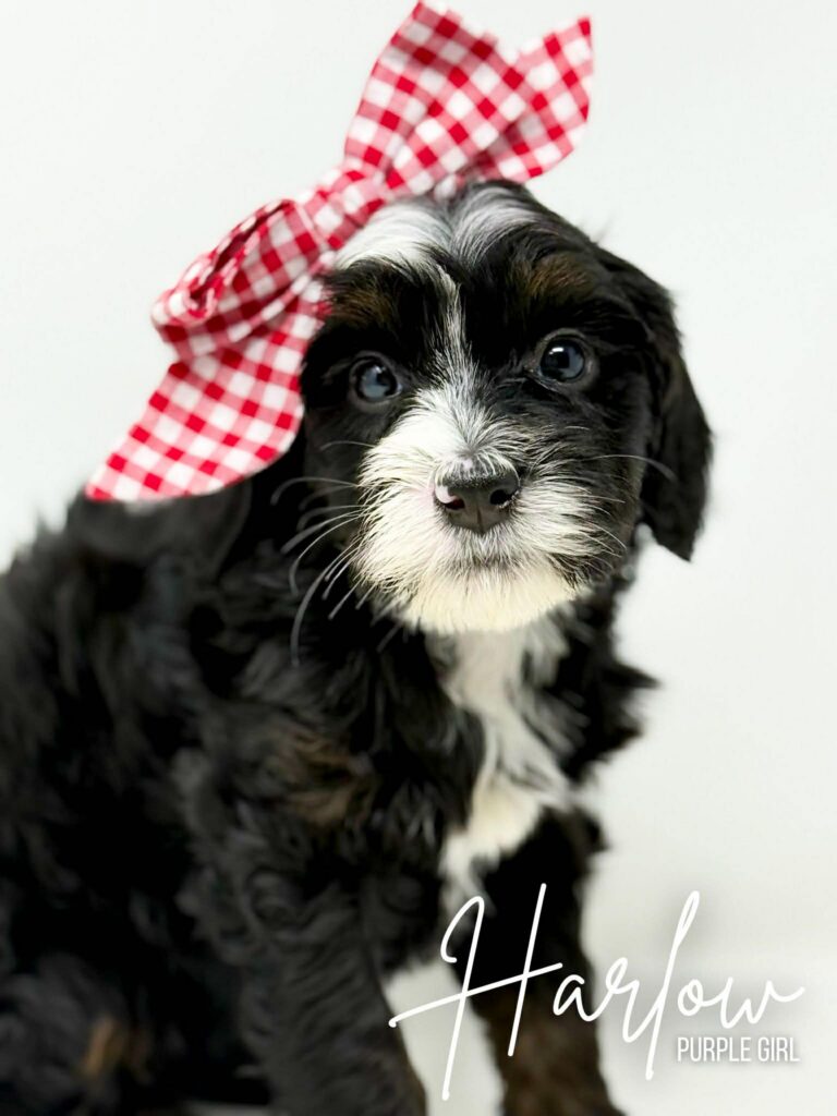 8fea2263-1cdc-41c2-b3cb-d57fa29bf49b