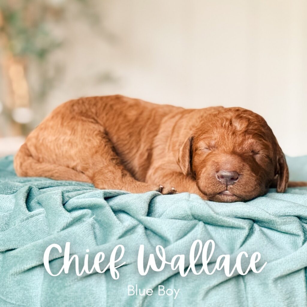 Standard Goldendoodle