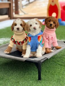Puppy preschool for goldendoodles