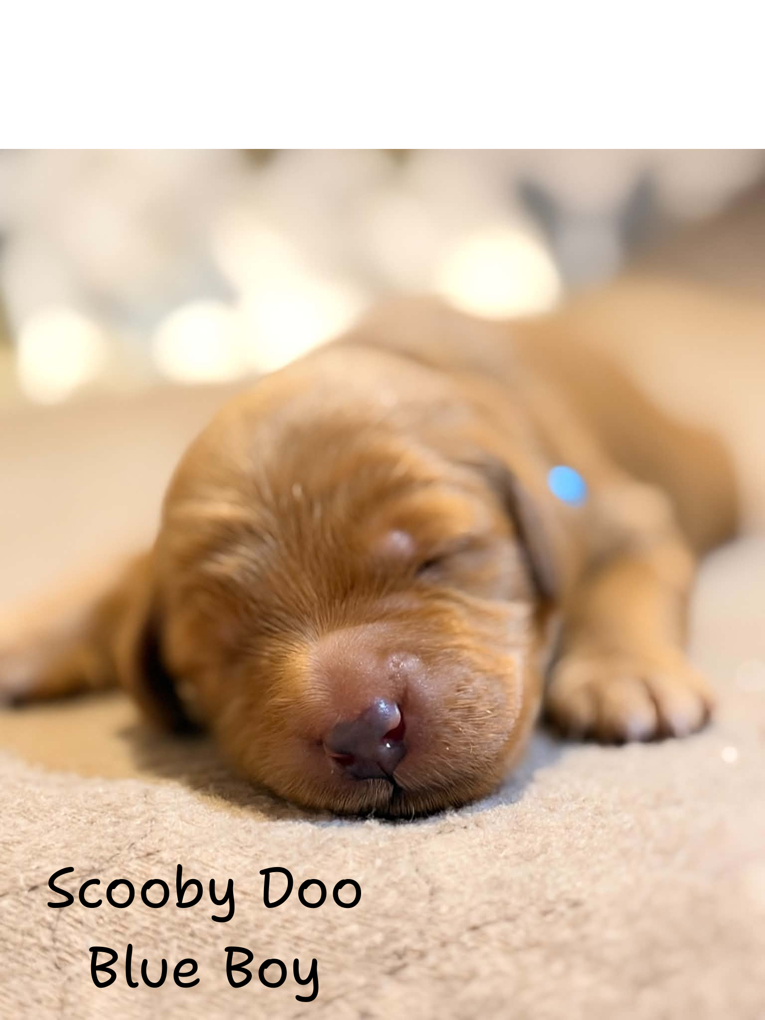 Scooby Doo Blue Boy
