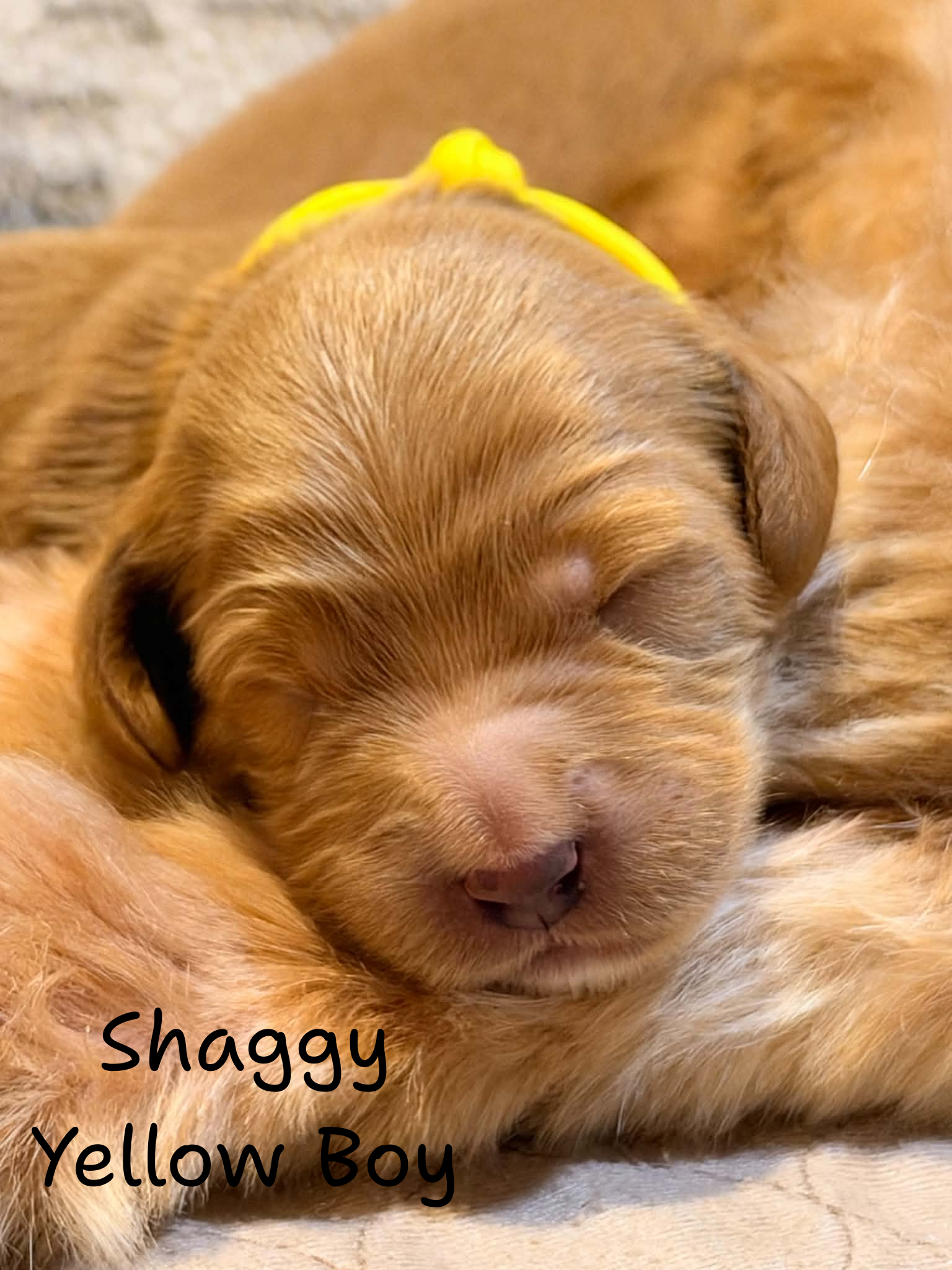 Shaggy Yellow Boy