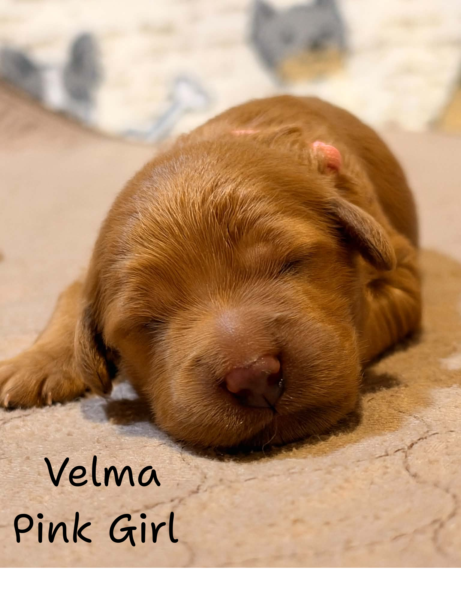 Velma Pink Girl