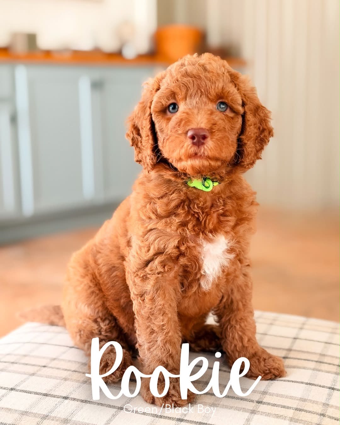 Available BellaBabies - BellaDoodles Rookie, red medium multigen Goldendoodle puppy for sale at BellaDoodles in Hartwell, Georgia