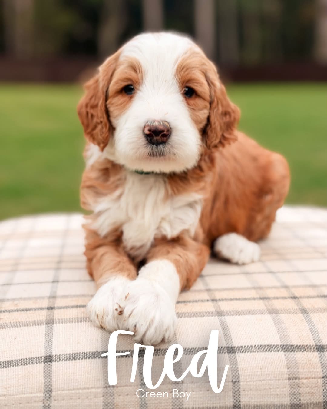 Available BellaBabies - BellaDoodles Fred, red and white tuxedo multigen Goldendoodle puppy for sale at BellaDoodles in Hartwell, Georgia
