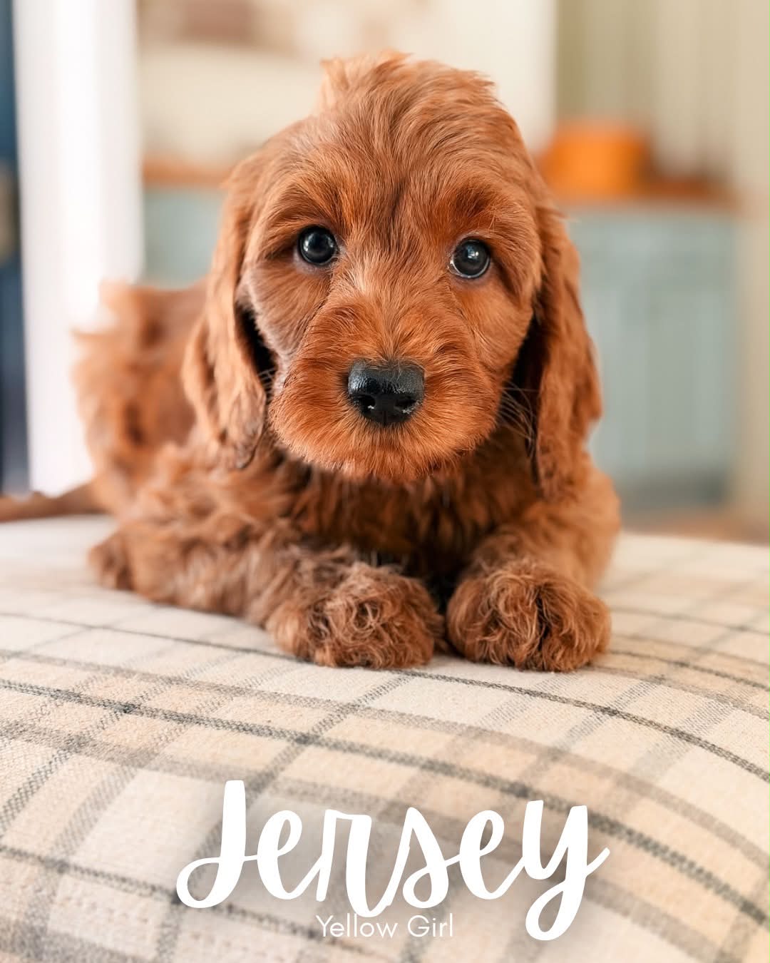Available BellaBabies - BellaDoodles Jersey, red medium multigen Goldendoodle puppy for sale at BellaDoodles in Hartwell, Georgia
