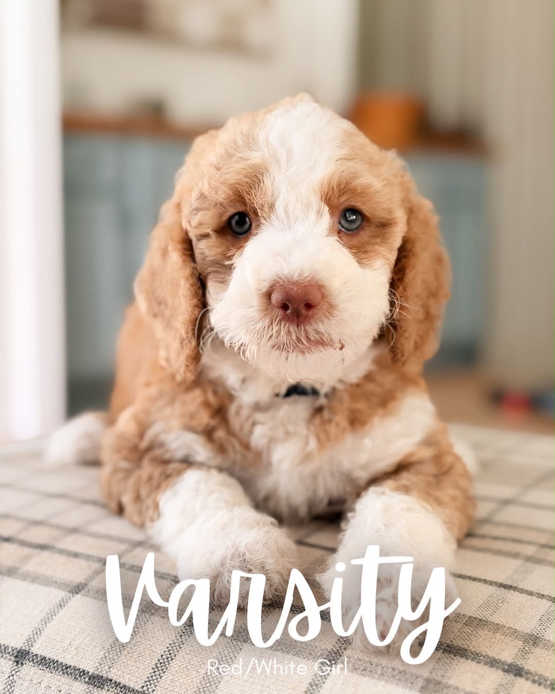 Available BellaBabies - BellaDoodles Varsity, red and white medium multigen Goldendoodle puppy for sale at BellaDoodles in Hartwell, Georgia