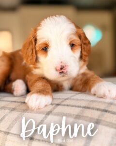 Daphne, red and white tuxedo multigen Goldendoodle puppy for sale at BellaDoodles in Hartwell, Georgia