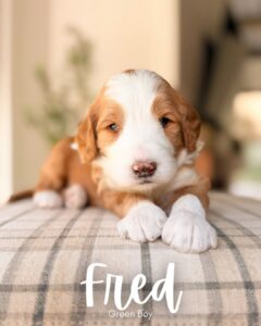 Fred, red and white tuxedo multigen Goldendoodle puppy for sale at BellaDoodles in Hartwell, Georgia
