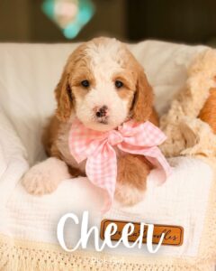 Cheer, apricot and white medium multigen Goldendoodle puppy for sale at BellaDoodles in Hartwell, Georgia
