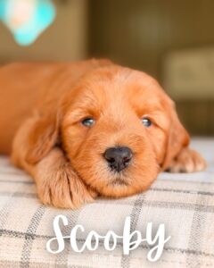 Scooby, red multigen Goldendoodle puppy for sale at BellaDoodles in Hartwell, Georgia