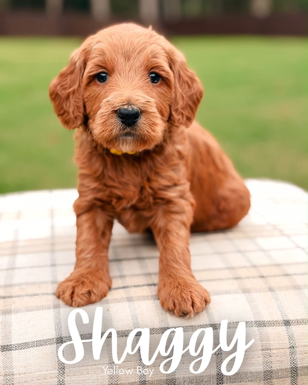 Available BellaBabies - BellaDoodles Shaggy, red multigen Goldendoodle puppy for sale at BellaDoodles in Hartwell, Georgia
