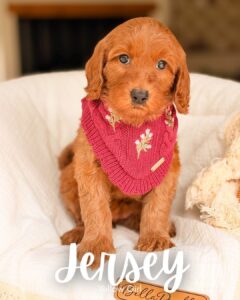 Jersey, red medium multigen Goldendoodle puppy for sale at BellaDoodles in Hartwell, Georgia