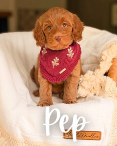 Pep, red medium multigen Goldendoodle puppy for sale at BellaDoodles in Hartwell, Georgia