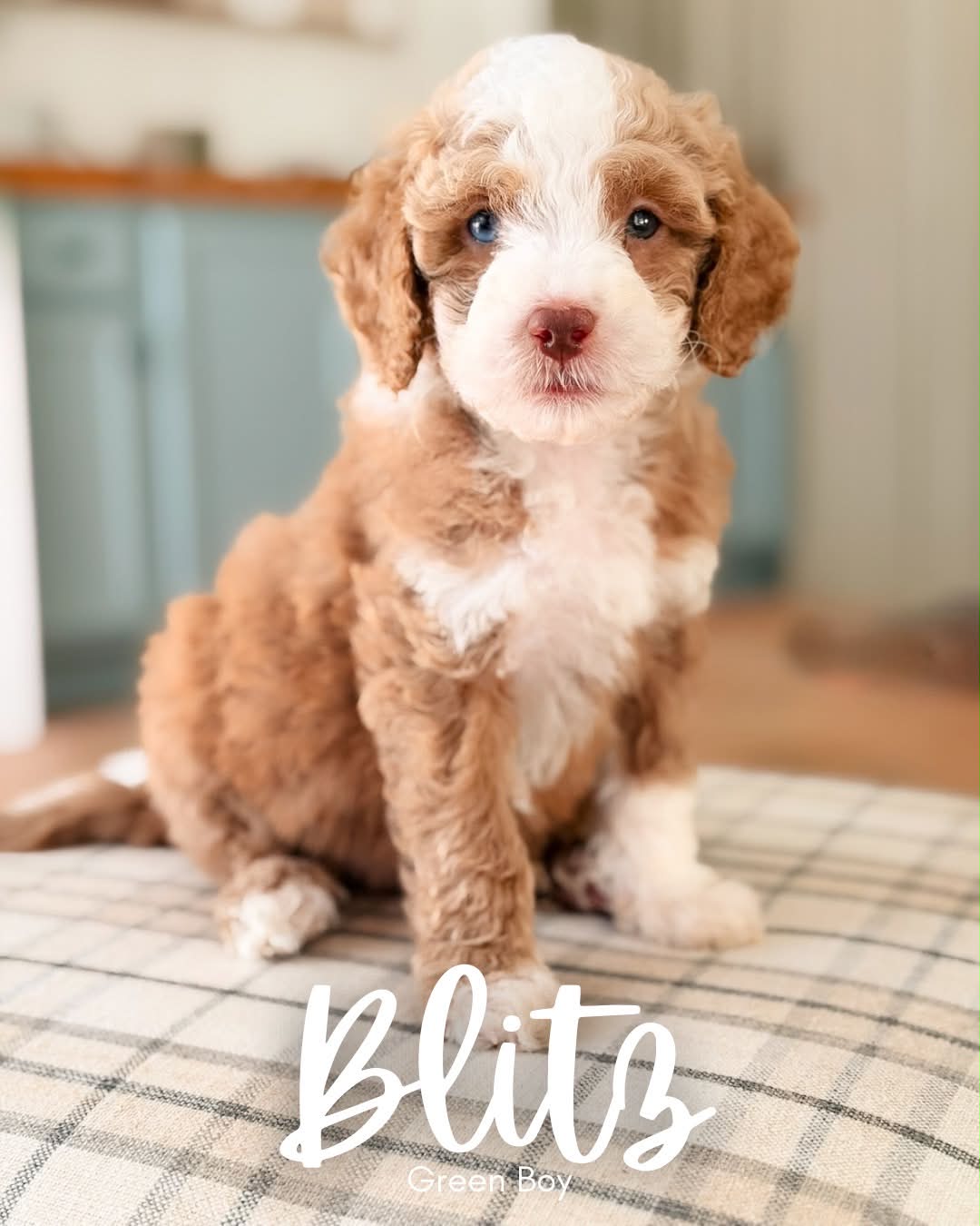 Available BellaBabies - BellaDoodles Blitz, red and white mini multigen Goldendoodle puppy for sale at BellaDoodles in Hartwell, Georgia