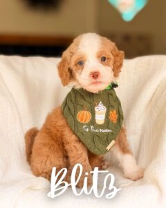 Blitz, red and white mini multigen Goldendoodle puppy for sale at BellaDoodles in Hartwell, Georgia