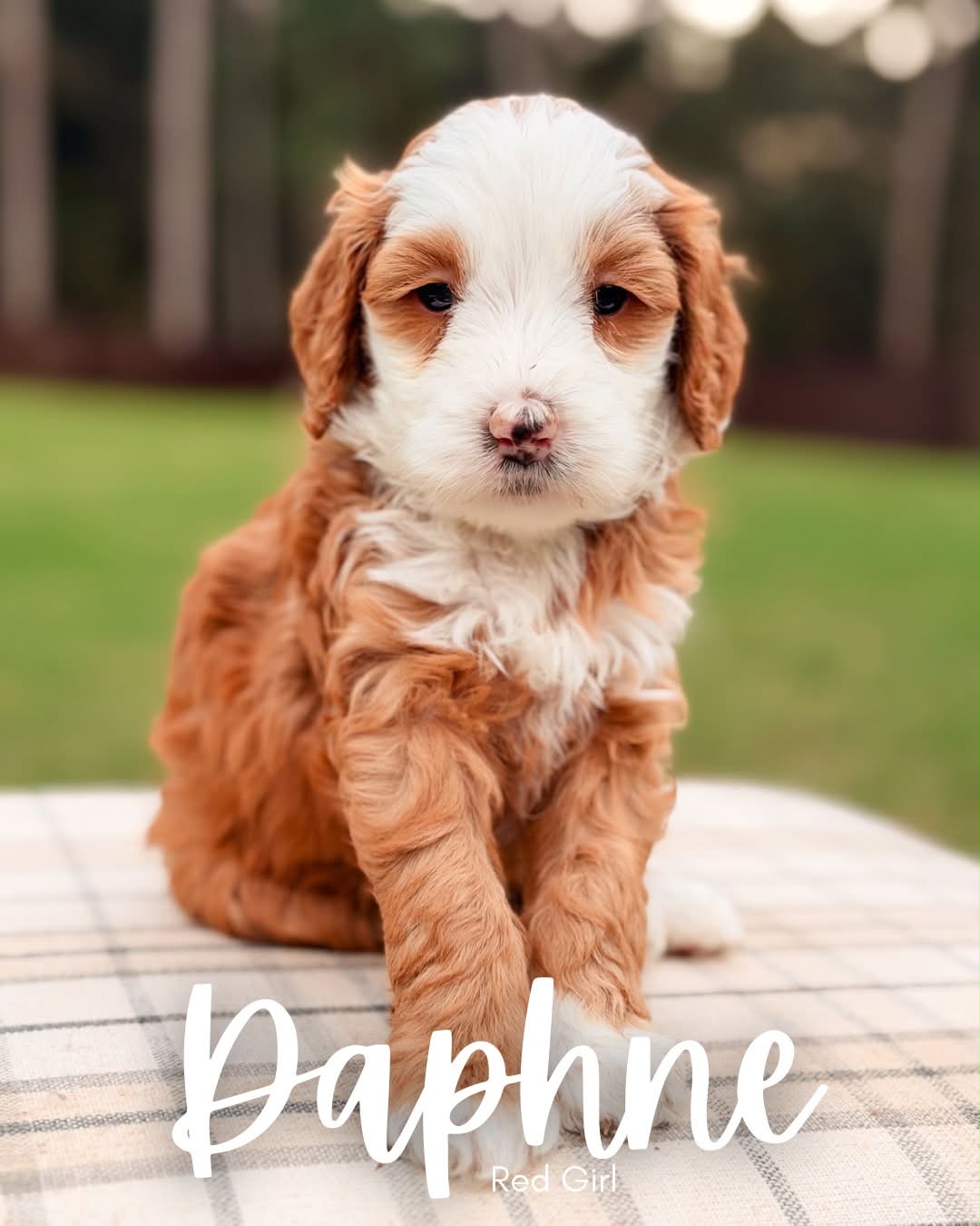 Available BellaBabies - BellaDoodles Daphne, red and white tuxedo multigen Goldendoodle puppy for sale at BellaDoodles in Hartwell, Georgia