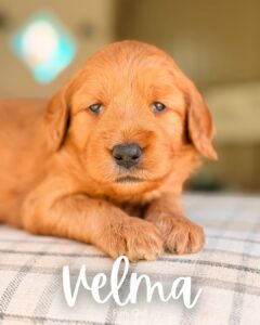 Velma, red multigen Goldendoodle puppy for sale at BellaDoodles in Hartwell, Georgia