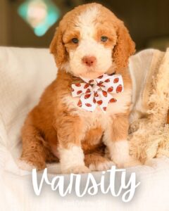 Varsity, red and white medium multigen Goldendoodle puppy for sale at BellaDoodles in Hartwell, Georgia