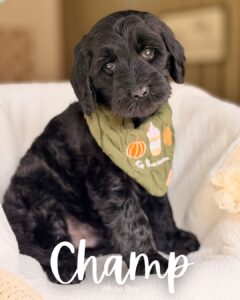 Champ, black medium multigen Goldendoodle puppy for sale at BellaDoodles in Hartwell, Georgia