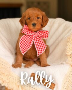 Rally, red medium multigen Goldendoodle puppy for sale at BellaDoodles in Hartwell, Georgia