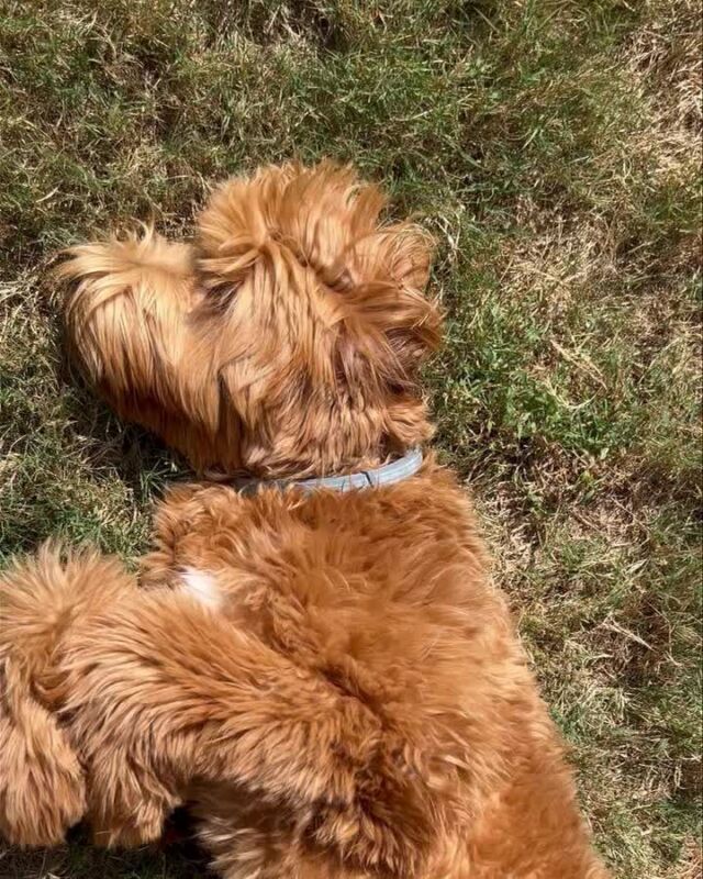 Bella the cavoodle 💜 (@bellathecavoodle5)